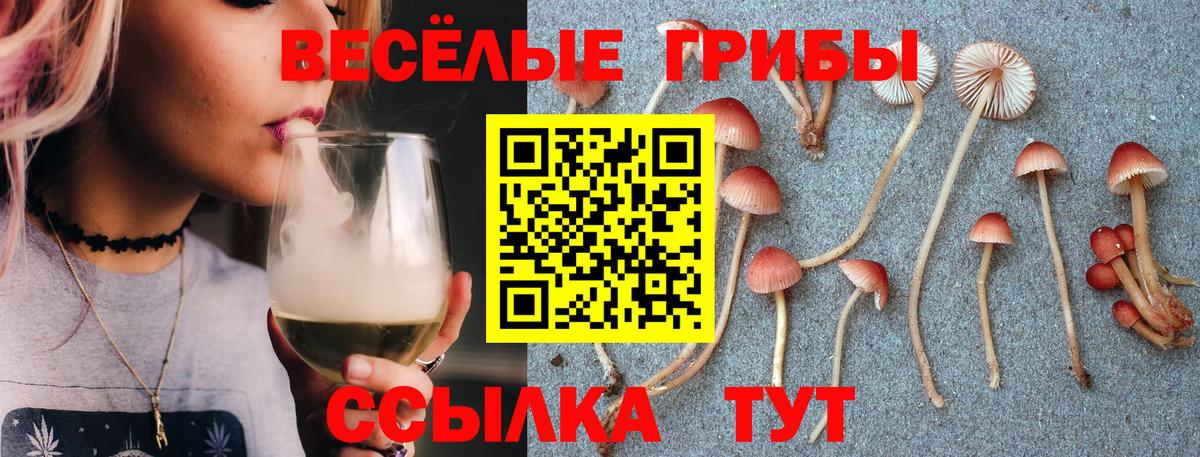 Красноармейск  Псилоцибиновые грибы Cubensis  Вход с VPN 
